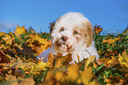 Lagotto Romagnolo Puppy