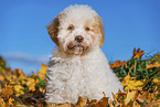 Lagotto Romagnolo Puppy