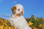 Lagotto Romagnolo Puppy