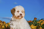 Lagotto Romagnolo Puppy
