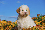 Lagotto Romagnolo Puppy