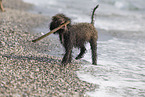Lagotto Romagnolo