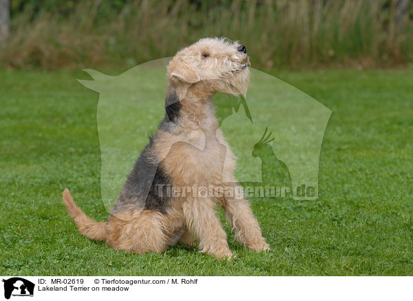 Lakeland Terrier auf Wiese / Lakeland Terrier on meadow / MR-02619