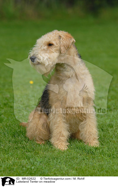 Lakeland Terrier on meadow / MR-02622