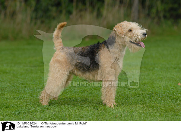 Lakeland Terrier on meadow / MR-02624