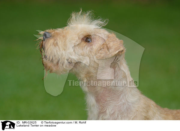 Lakeland Terrier auf Wiese / Lakeland Terrier on meadow / MR-02625