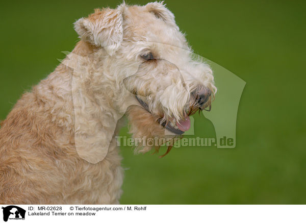 Lakeland Terrier auf Wiese / Lakeland Terrier on meadow / MR-02628