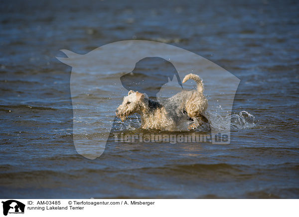 rennender Lakeland Terrier / running Lakeland Terrier / AM-03485