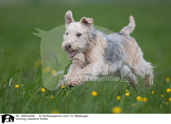 rennender Lakeland Terrier / running Lakeland Terrier / AM-03489