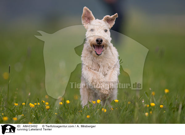 running Lakeland Terrier / AM-03492