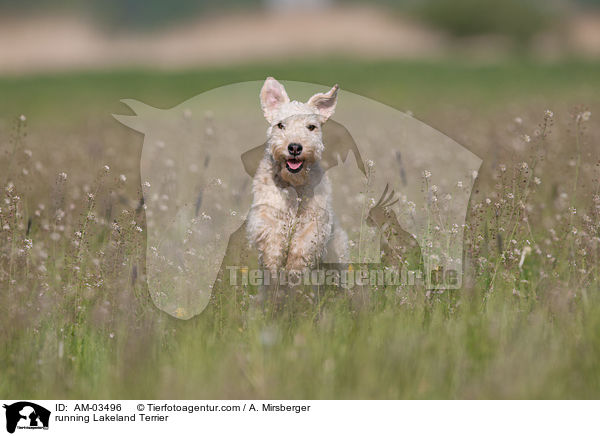 running Lakeland Terrier / AM-03496