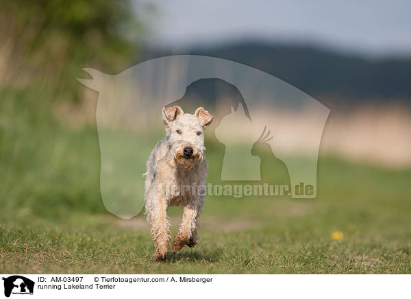 rennender Lakeland Terrier / running Lakeland Terrier / AM-03497