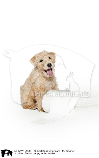 Lakeland Terrier Welpe im Studio / Lakeland Terrier puppy in the studio / MW-12938