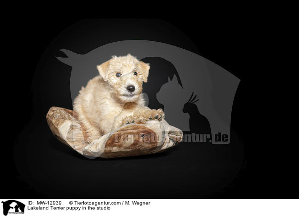Lakeland Terrier puppy in the studio / MW-12939