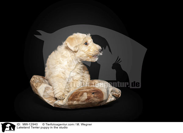 Lakeland Terrier Welpe im Studio / Lakeland Terrier puppy in the studio / MW-12940