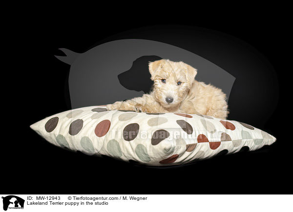 Lakeland Terrier Welpe im Studio / Lakeland Terrier puppy in the studio / MW-12943