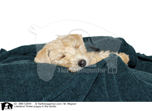Lakeland Terrier Welpe im Studio / Lakeland Terrier puppy in the studio / MW-12944
