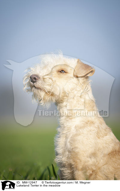 Lakeland Terrier auf der Wiese / Lakeland Terrier in the meadow / MW-12947