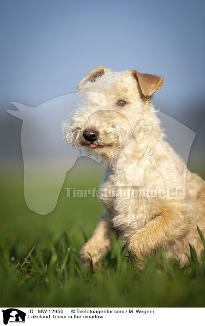 Lakeland Terrier auf der Wiese / Lakeland Terrier in the meadow / MW-12950