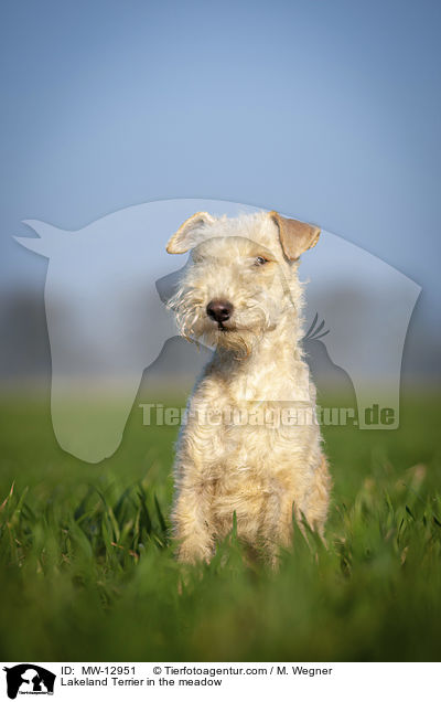 Lakeland Terrier in the meadow / MW-12951