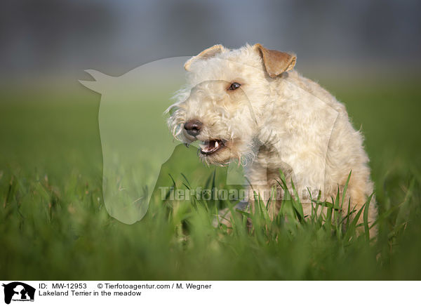 Lakeland Terrier auf der Wiese / Lakeland Terrier in the meadow / MW-12953