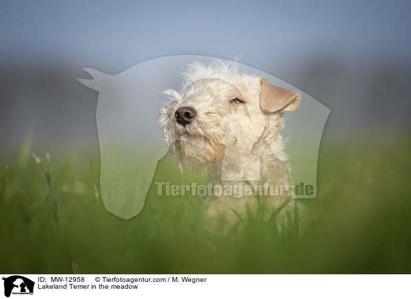 Lakeland Terrier auf der Wiese / Lakeland Terrier in the meadow / MW-12958