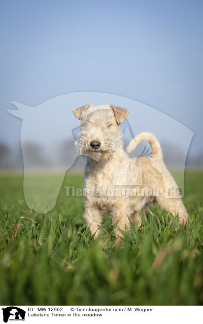 Lakeland Terrier auf der Wiese / Lakeland Terrier in the meadow / MW-12962