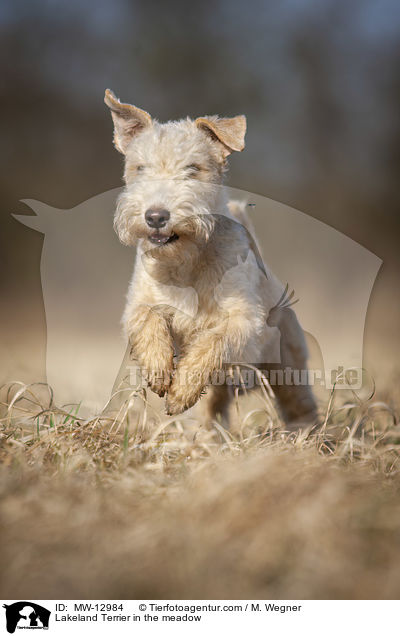 Lakeland Terrier in the meadow / MW-12984
