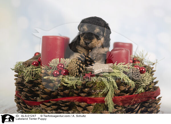 Lakeland Terrier Welpe / Lakeland Terrier Puppy / ALS-01247