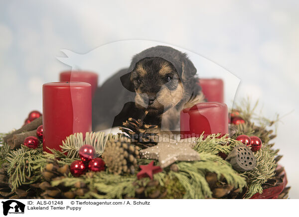 Lakeland Terrier Welpe / Lakeland Terrier Puppy / ALS-01248