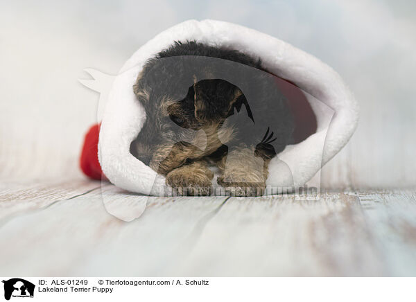 Lakeland Terrier Welpe / Lakeland Terrier Puppy / ALS-01249