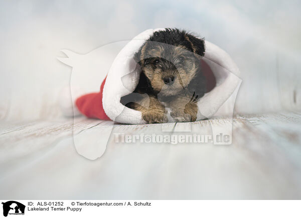 Lakeland Terrier Puppy / ALS-01252