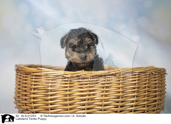 Lakeland Terrier Welpe / Lakeland Terrier Puppy / ALS-01253