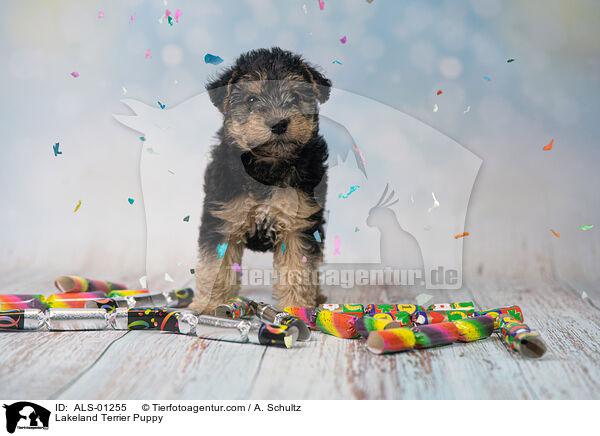Lakeland Terrier Welpe / Lakeland Terrier Puppy / ALS-01255