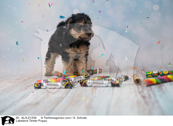 Lakeland Terrier Welpe / Lakeland Terrier Puppy / ALS-01256