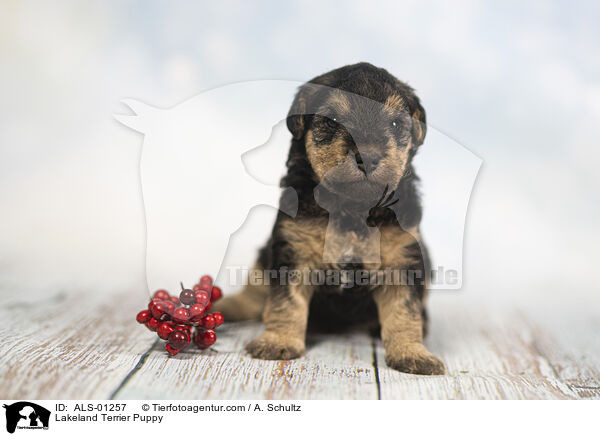 Lakeland Terrier Welpe / Lakeland Terrier Puppy / ALS-01257