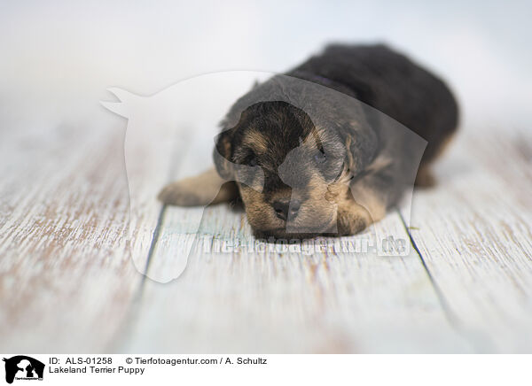 Lakeland Terrier Welpe / Lakeland Terrier Puppy / ALS-01258