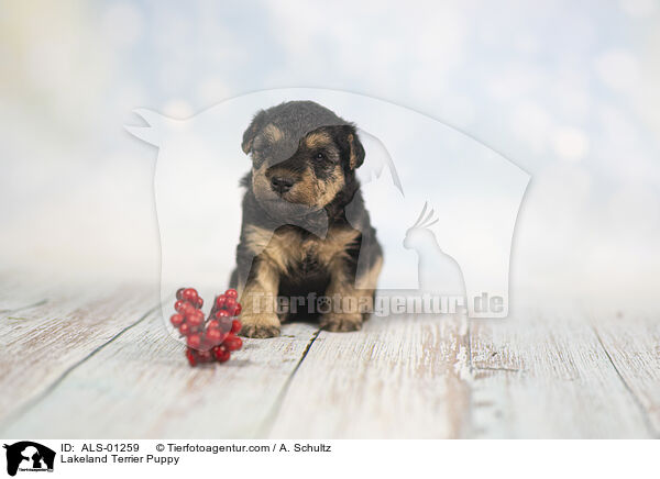 Lakeland Terrier Puppy / ALS-01259