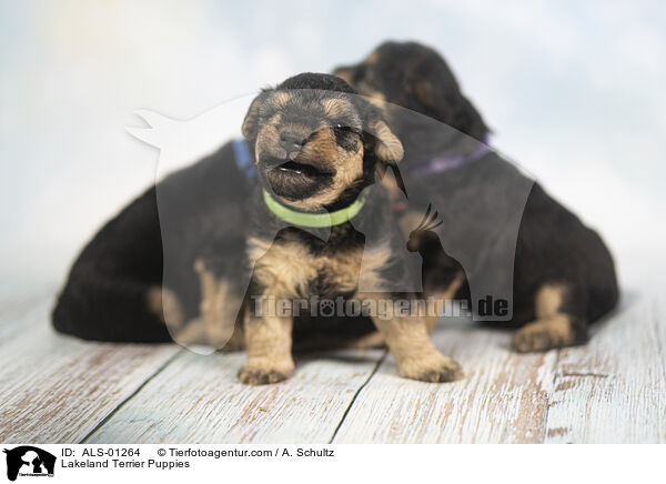 Lakeland Terrier Welpen / Lakeland Terrier Puppies / ALS-01264