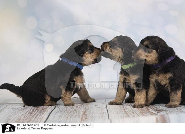 Lakeland Terrier Welpen / Lakeland Terrier Puppies / ALS-01265