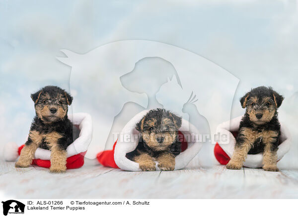 Lakeland Terrier Welpen / Lakeland Terrier Puppies / ALS-01266