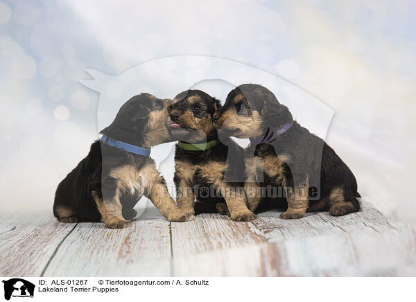 Lakeland Terrier Welpen / Lakeland Terrier Puppies / ALS-01267