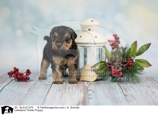 Lakeland Terrier Welpe / Lakeland Terrier Puppy / ALS-01270
