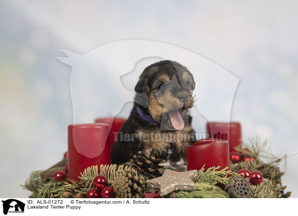 Lakeland Terrier Welpe / Lakeland Terrier Puppy / ALS-01272