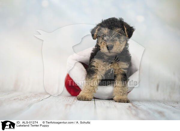 Lakeland Terrier Welpe / Lakeland Terrier Puppy / ALS-01274