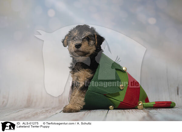 Lakeland Terrier Welpe / Lakeland Terrier Puppy / ALS-01275