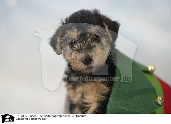 Lakeland Terrier Welpe / Lakeland Terrier Puppy / ALS-01276