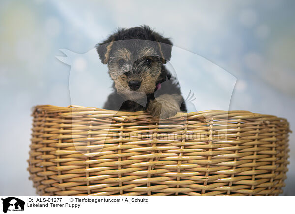 Lakeland Terrier Puppy / ALS-01277