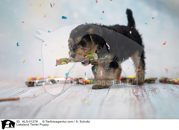 Lakeland Terrier Welpe / Lakeland Terrier Puppy / ALS-01278