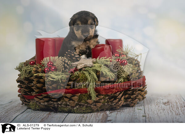 Lakeland Terrier Welpe / Lakeland Terrier Puppy / ALS-01279
